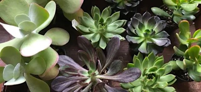 Terrarium Making Class - City Garden Design at Raleigh Beer Garden