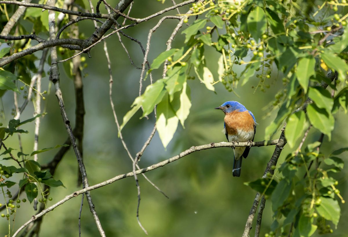 Welcome to Birding Field Trip