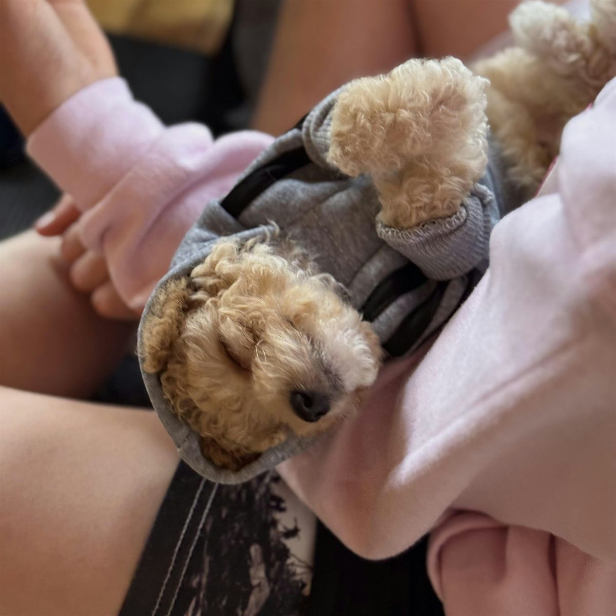 Puppy Yoga USA  - Chicago