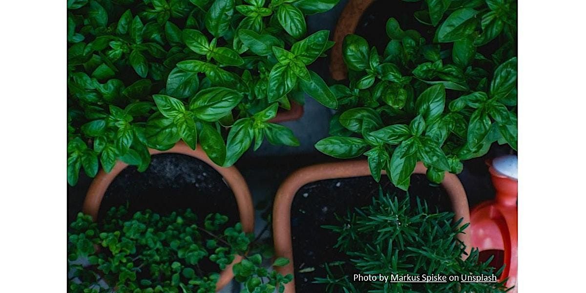 Frederick County Master Gardeners:  Growing Herbs Here & There