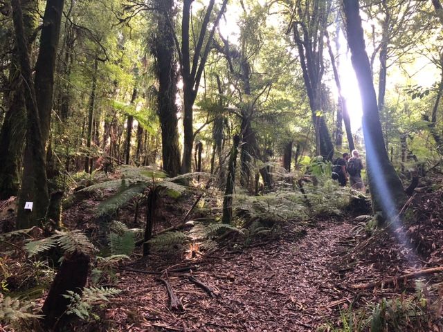 Kaimai Volunteer Trapping Day | Te Tuhi Rd, Okauia, Tauranga, BP ...