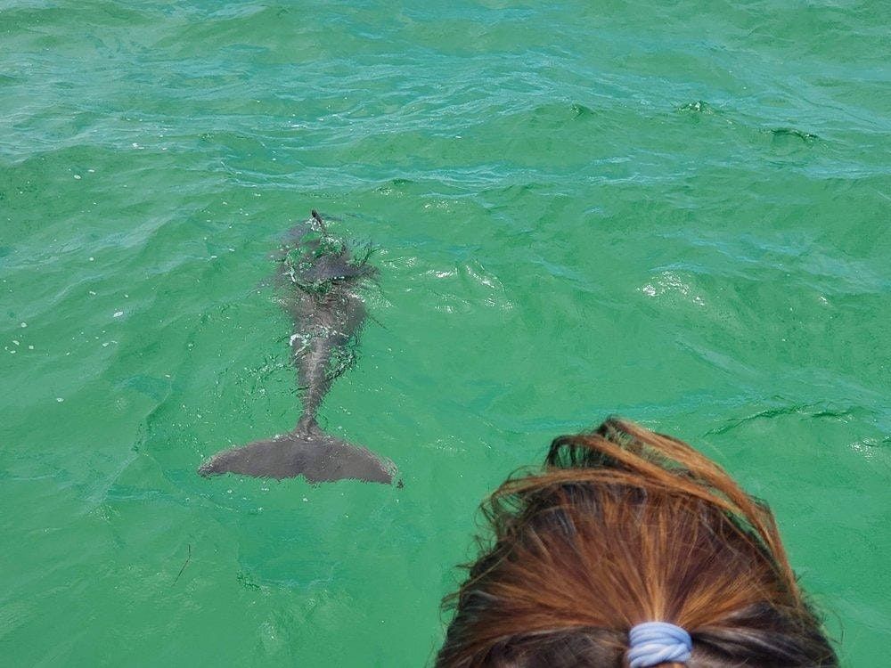 Panama City Beach Dolphin And Snorkeling Tours (850) 7542587