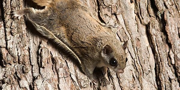 Flying Squirrels Schedule 2022 Flying Squirrel Taxidermy | Pretty Dead Taxidermy, Vancouver, Bc | March  20, 2022