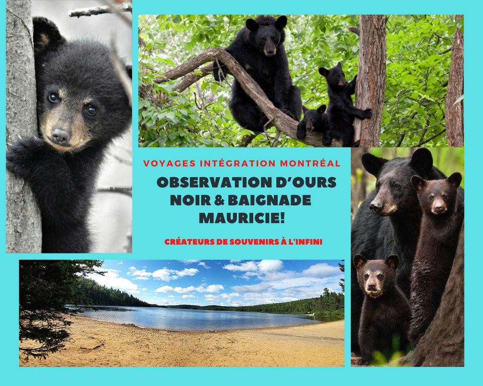 Observation d\u2019ours noir & Baignade Mauricie!
