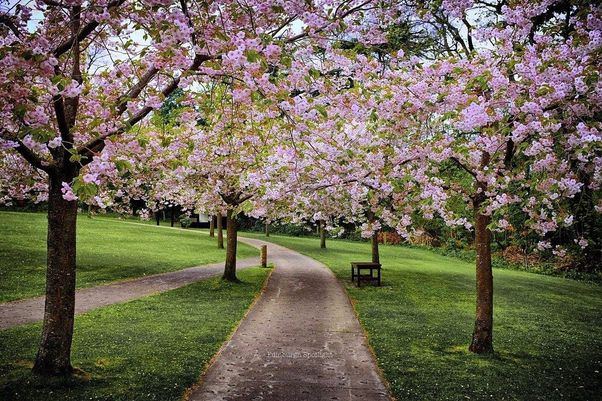 Cherry Blossom Viewing (Hanami) Picnic & Party