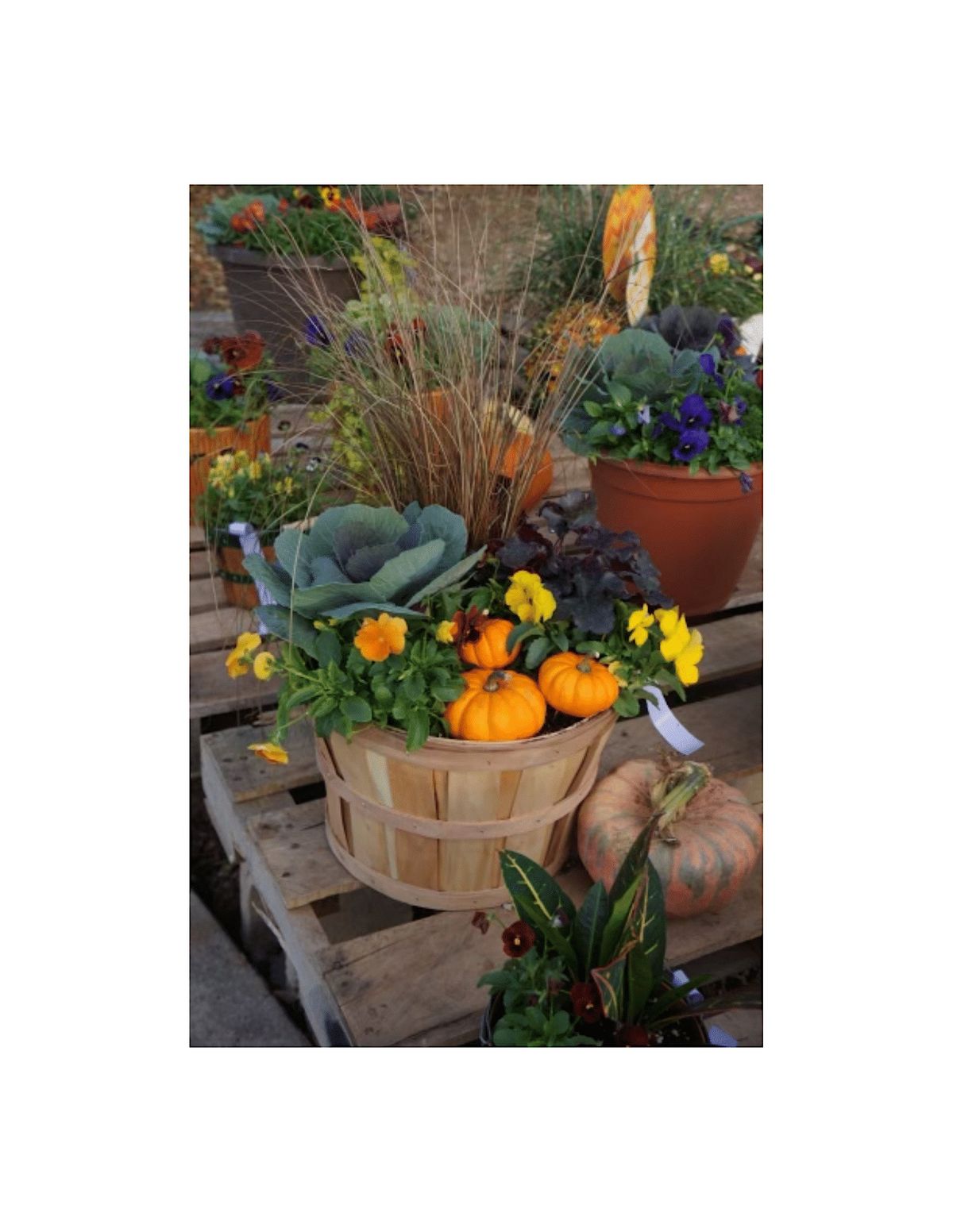 Fall Planter (Smoketown Location) Ken's Gardens Garden