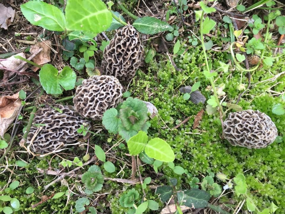 Morel Mushroom Propagation Workshop | Berryville, Virginia | April 23, 2022