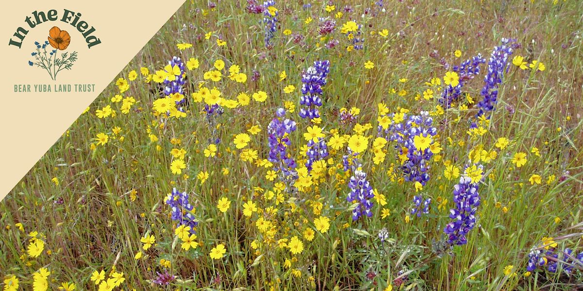 IN THE FIELD Wildflower Hike Twin Cities Church, Grass Valley, CA