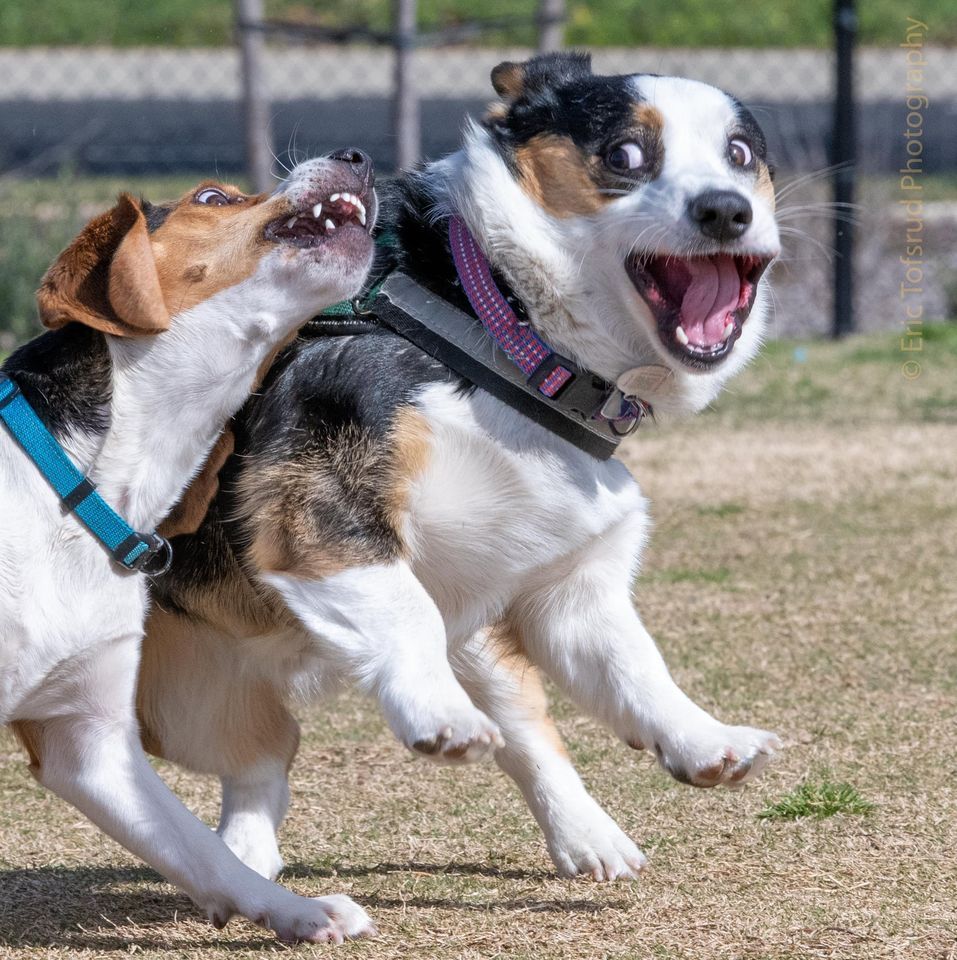 Oasis Dog Park, Big Meet | 8015 Poppy Ridge Rd Elk Grove, CA | June 4, 2023