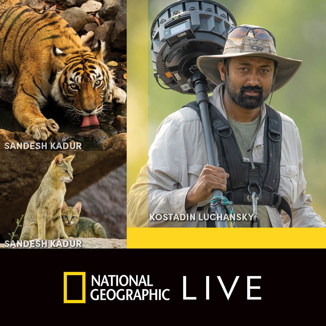 National Geographic Live - Wild Cats at Ridgefield Playhouse