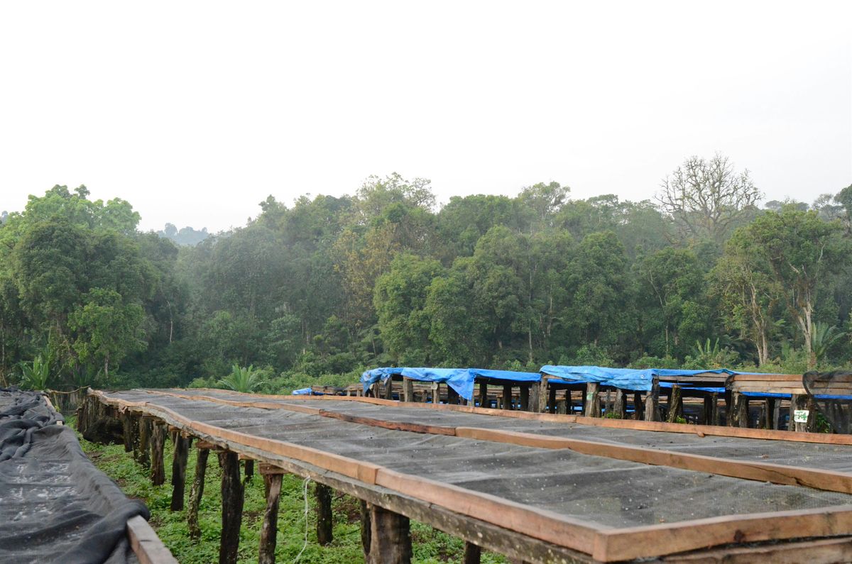 A History of Coffee: January 23, 2026