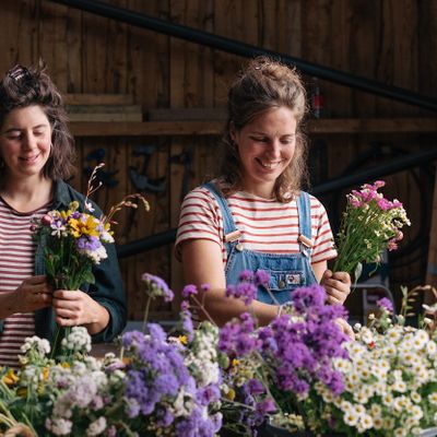 Over the Hedge Flowers