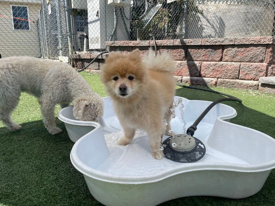 Little Dog Club Off-Leash Play