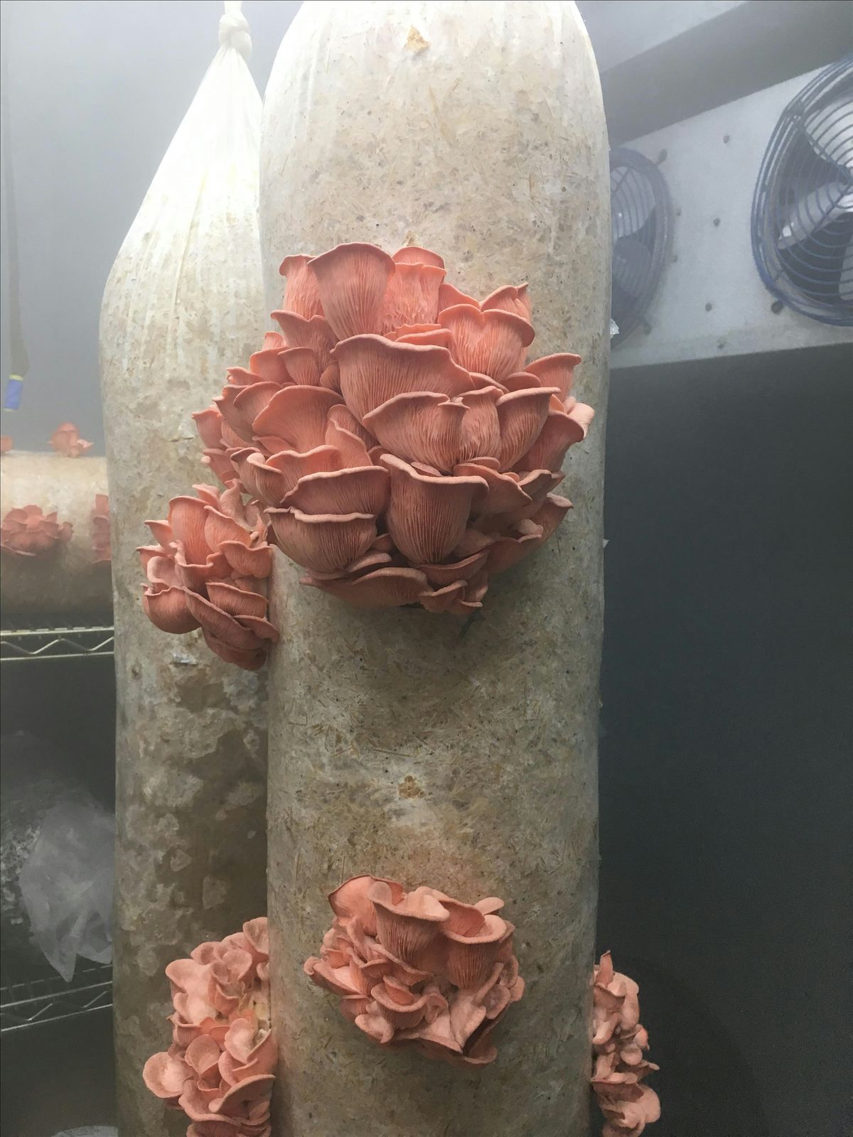 Weekend Gardening Series: Mushrooms in Our Garden Beds