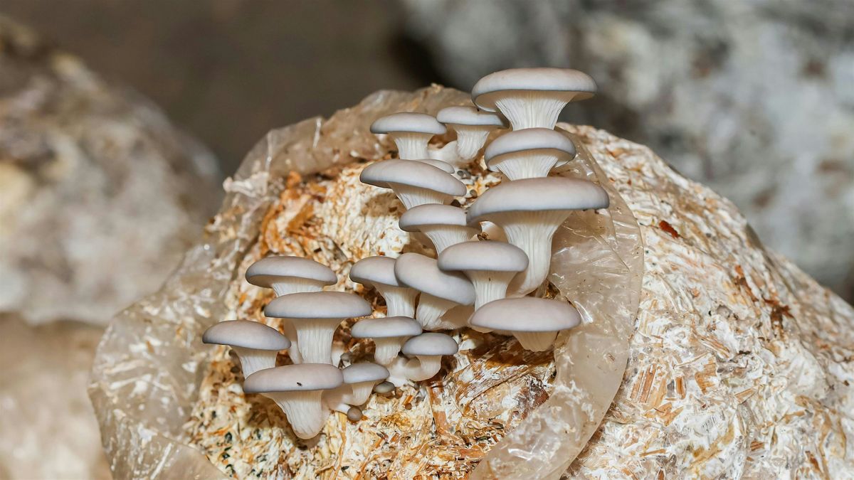 How to Grow Mushrooms Indoors