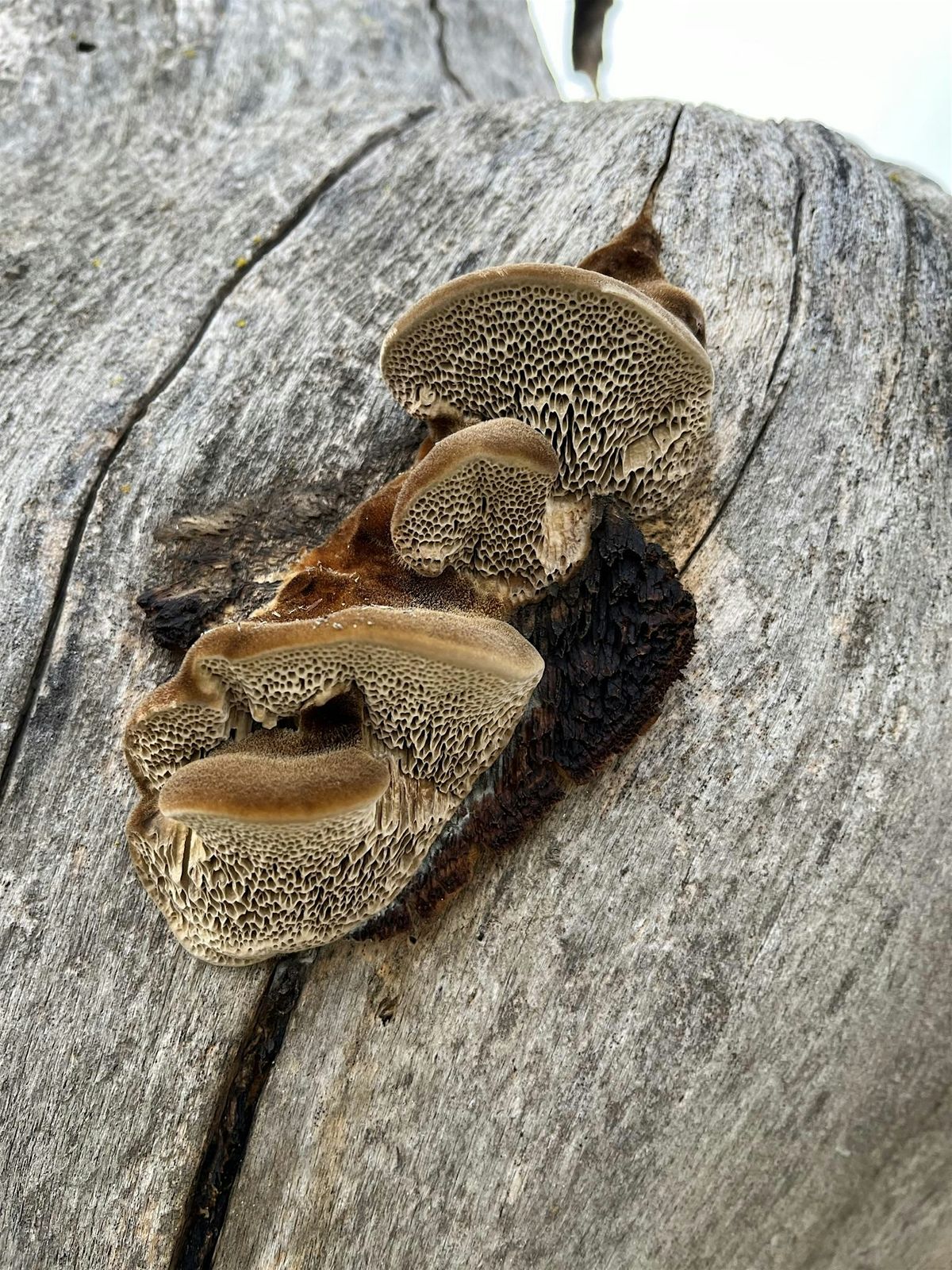 Mushroom Walk and Talk