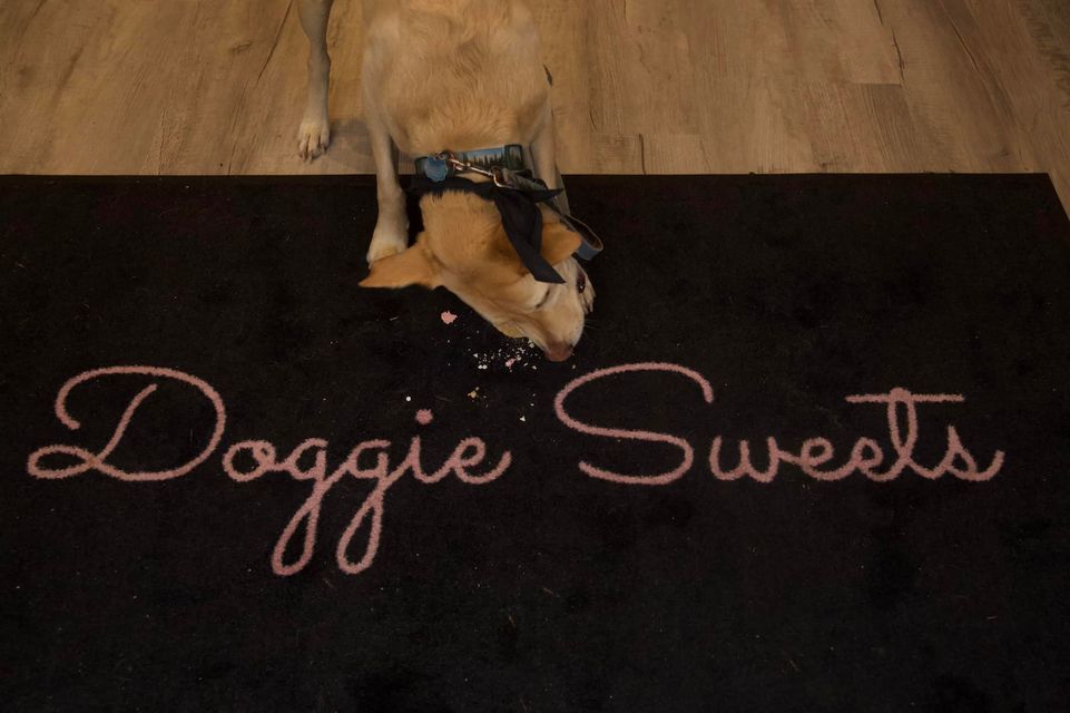 3 Hearts 4 Paws Pet Adoption at Doggie Sweets Doggie Sweets, Long
