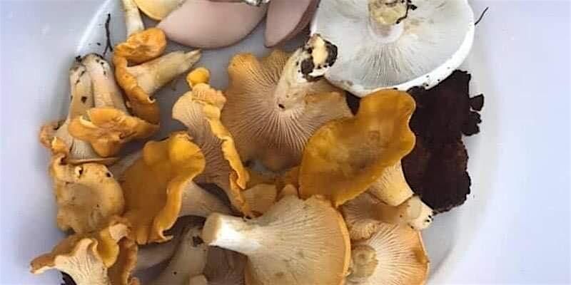 8\/9 Wild Fruits and Summer Culinary Fungi (Raleigh)