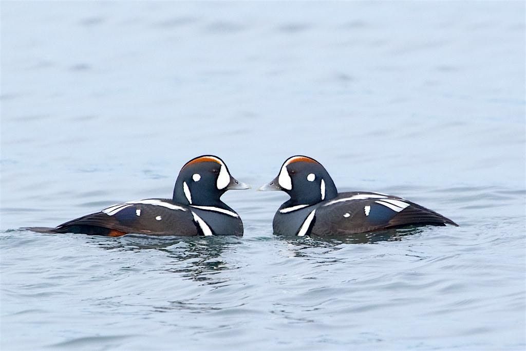 Sunday Morning Bird Walk: Semiahmoo Park