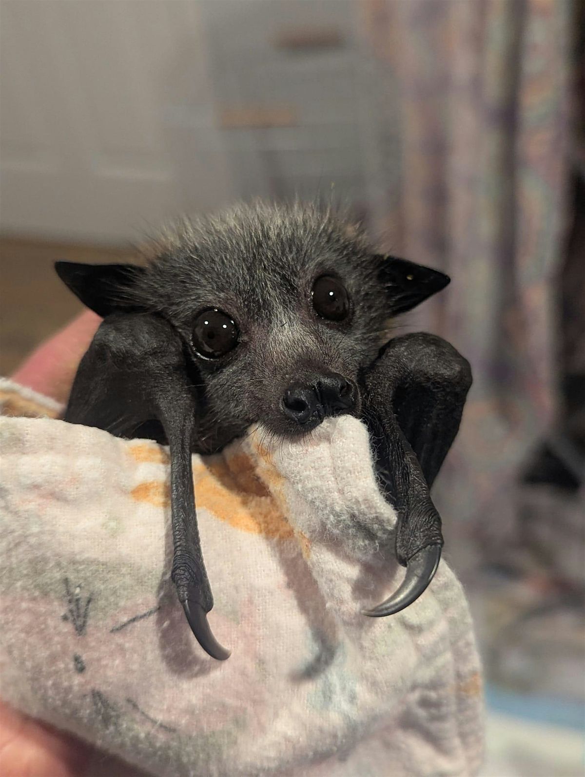 Fund Raising Trivia Night for Victorian Bats