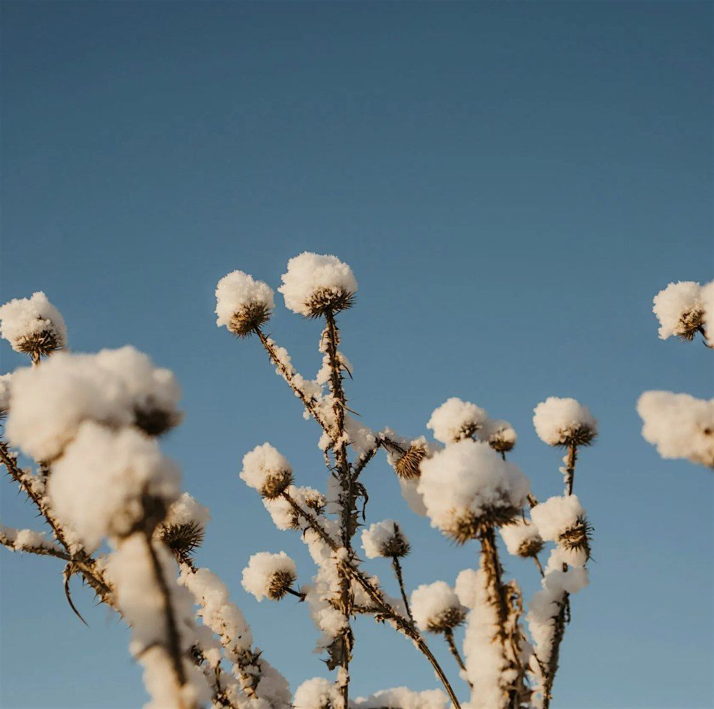 Winter Solstice Meditation Day Retreat