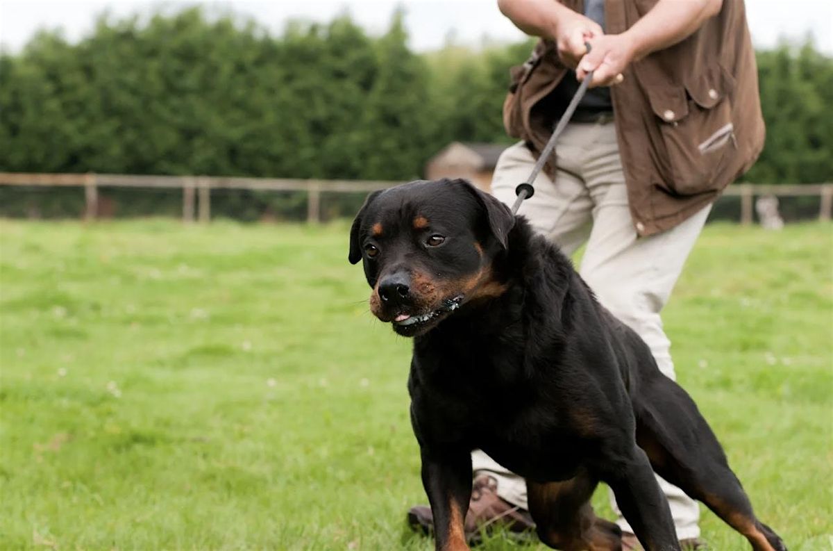 The Big Feelings Club: A workshop for pet parents of reactive dogs