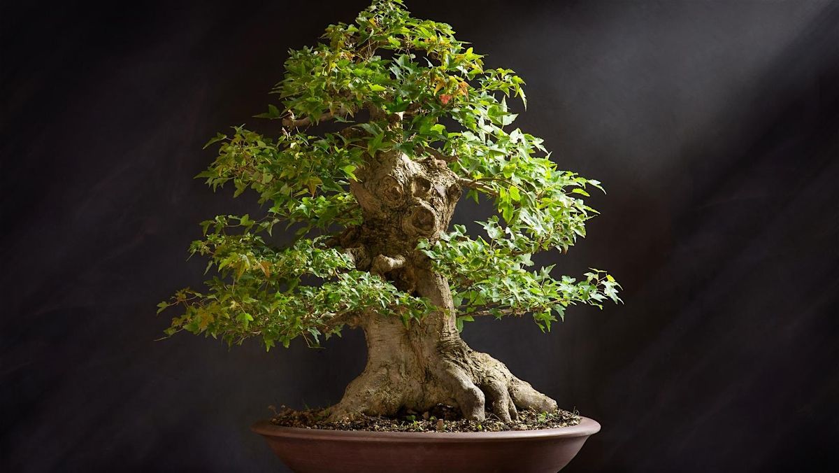 Bonsai Society Meeting - Deciduous Trees and Spring Maintenance