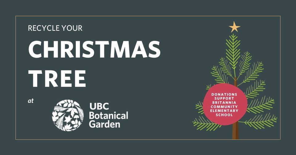 Christmas Tree Recycling UBC Botanical Garden, Vancouver, BC December 26, 2022
