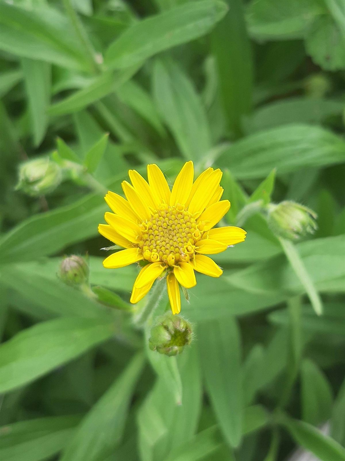 Plant Meditation, Talk, and Tea Time