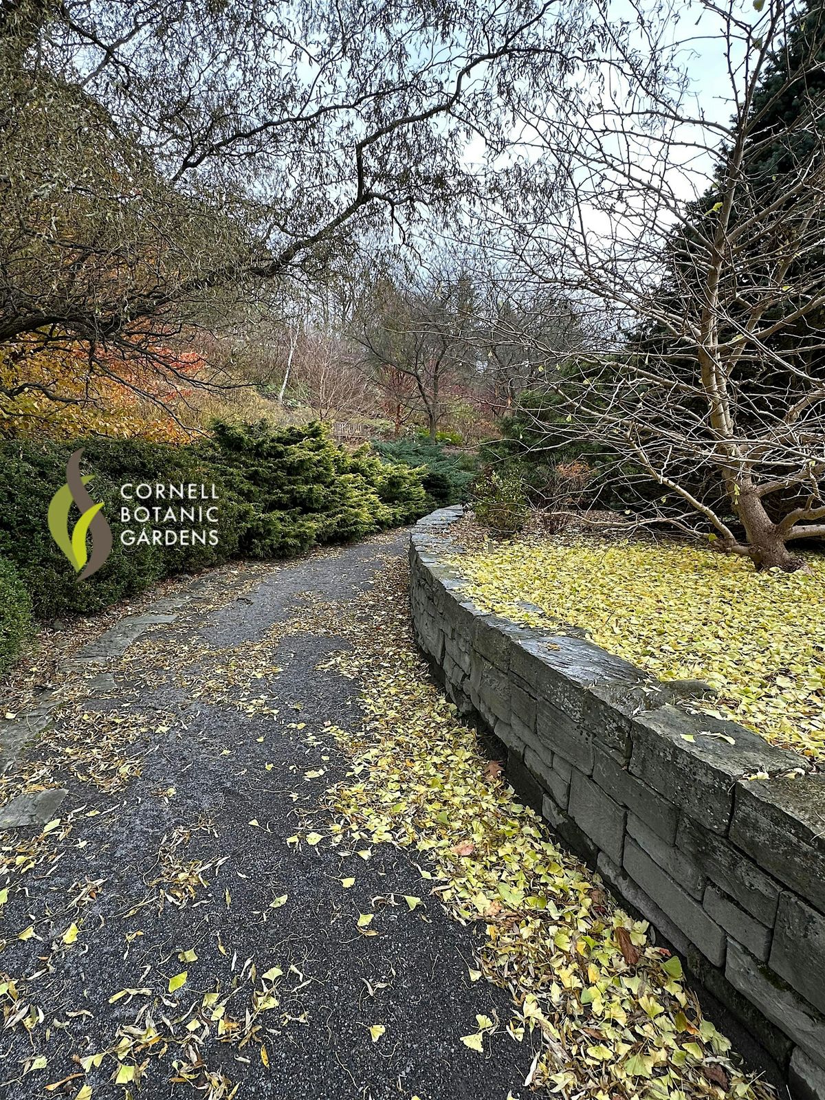 Remembering Lost Species