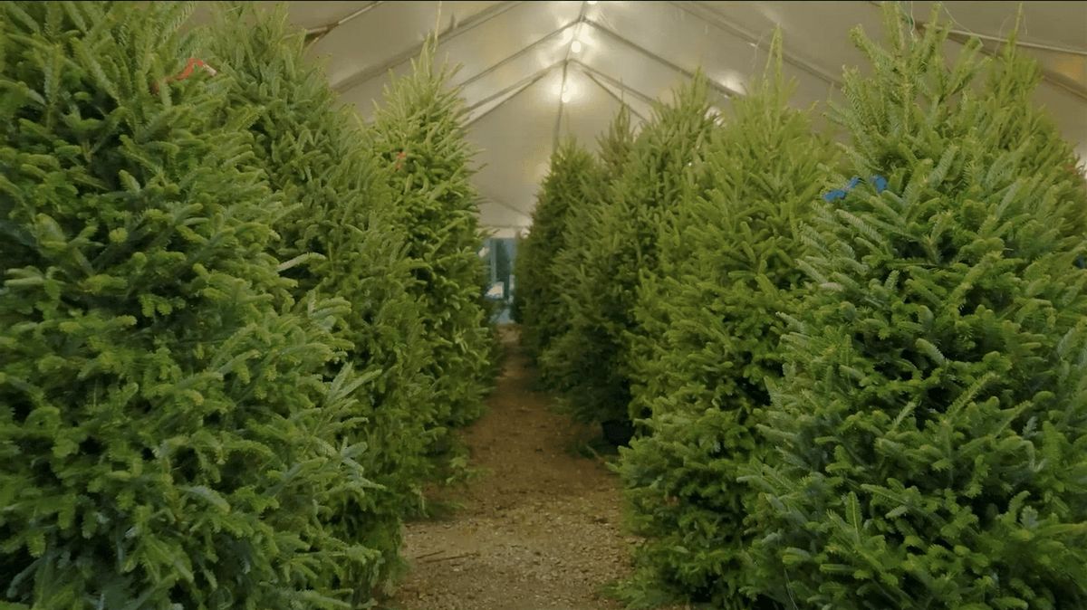 Lukas Nursery Christmas Tree Tent at 4Roots Farm