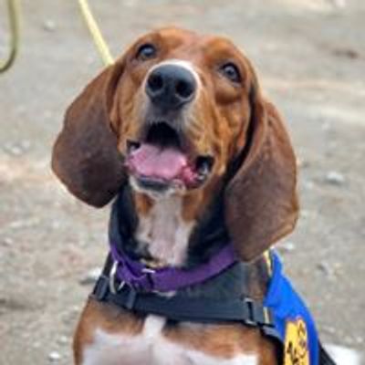 Carolina Coonhound Rescue