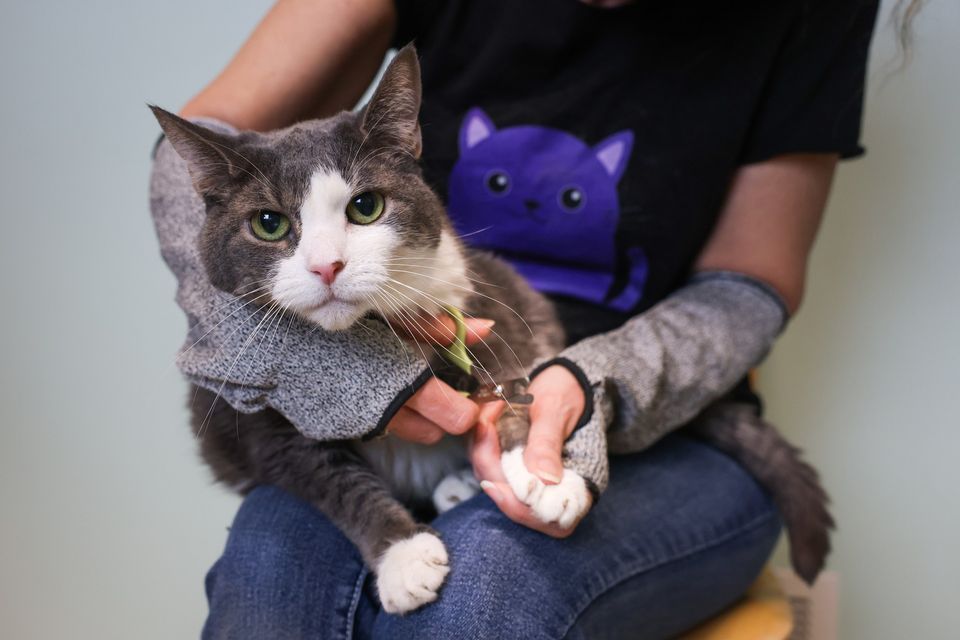 MPLS NE Feline Rescue Cat Claw Clipping Clinic Chuck Don s Pet mpls-ne-feline-rescue-cat-claw-clipping-clinic-chuck-don-s-pet