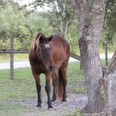 South West Florida Horse Rescue, Inc.