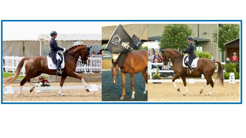 Keith Robertson Dressage and TRT Training Clinic ( in-hand or ridden ...