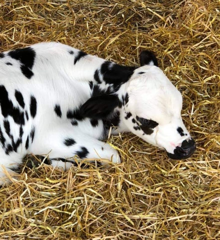 4-H/FFA Dairy Goat and Cattle Show | Pathfinder Park and Event Center