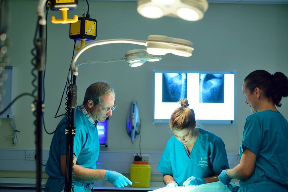 Intermediate Feline Orthopaedic Trauma Fracture and Luxation