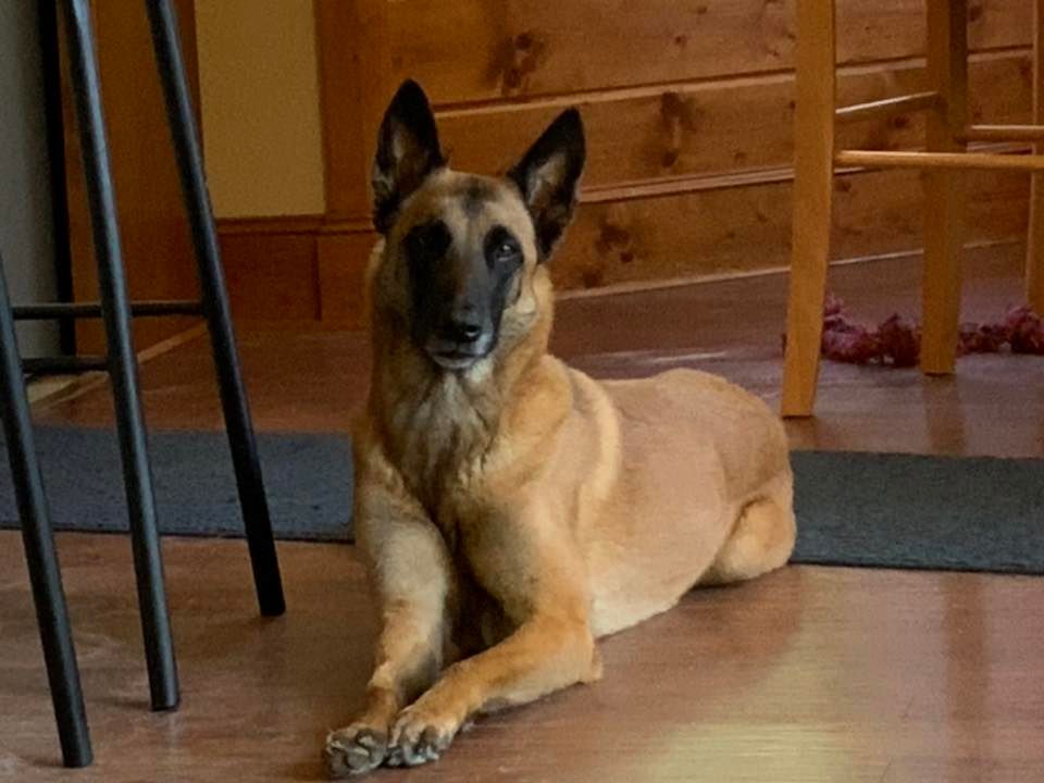 Basic Manners & Obedience Class Lucky Dog Training Center, 15545 County Road 1134, Tyler, Tx