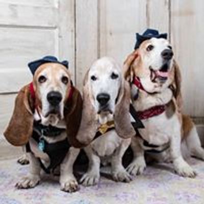 Basset Buddies Rescue of Texas