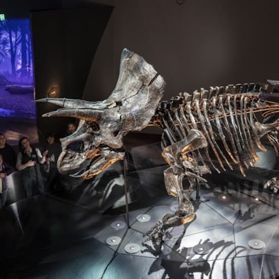 Melbourne Museum: Home of Dinosaurs Guided Tour