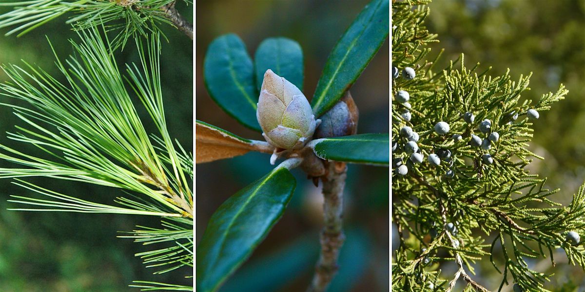 Celebrate the Season (3\/17)