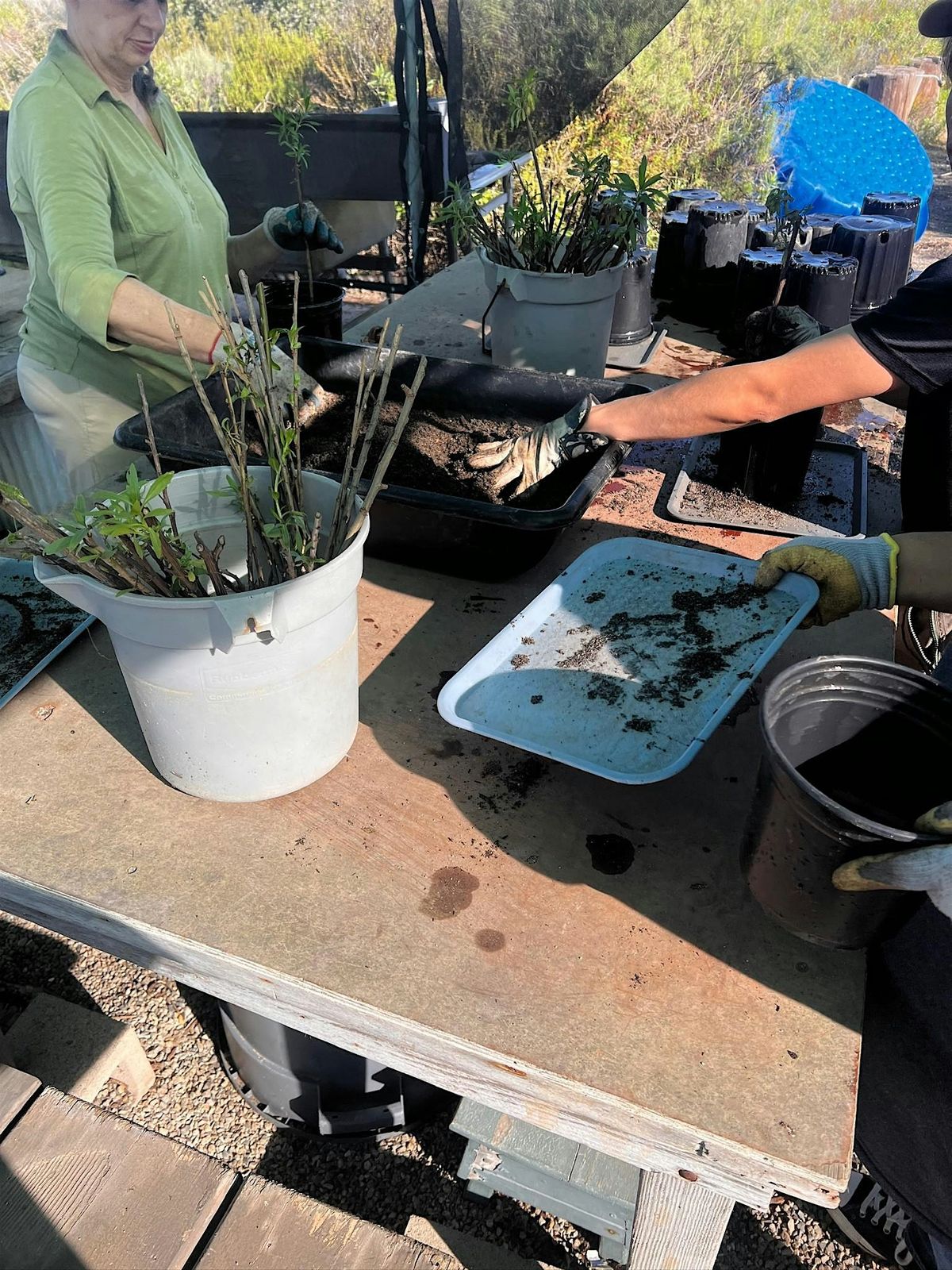 Sow & Grow | Native Plant Care at the Bay