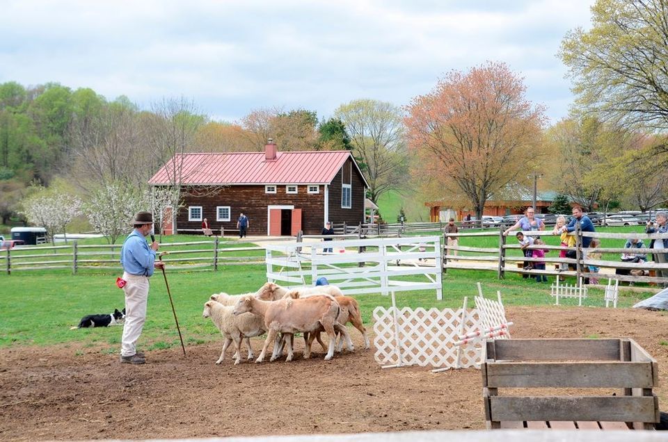 Wool Days/Sheep Shearing Historic Longstreet Farm, Holmdel, NJ