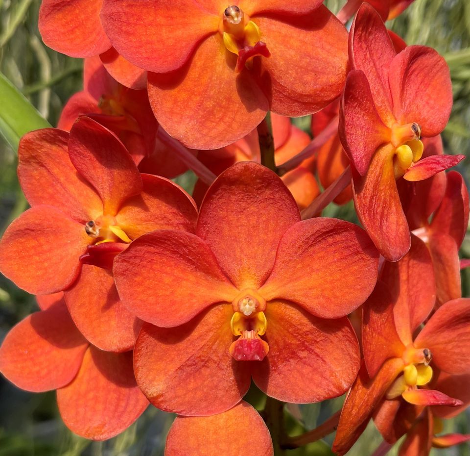 2022 Redland International Orchid Festival Fruit and Spice Park