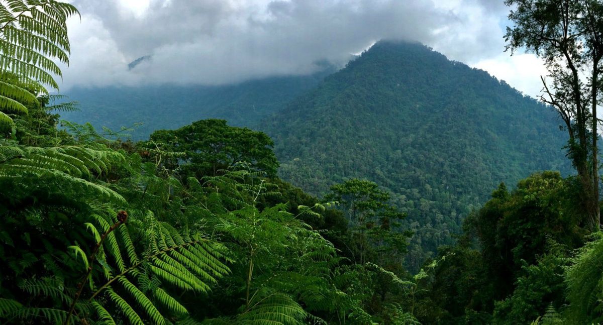 Jungle