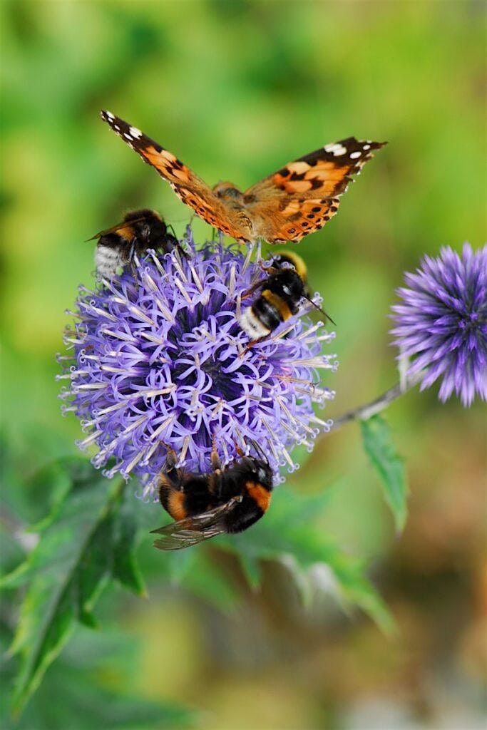 Get Ready with Girl Scouts - Birds, Bugs and Butterflies, Oh My!