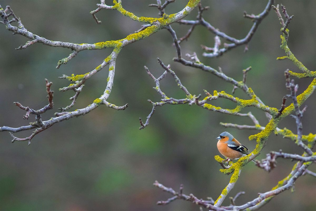 Fantastic Trees at Walthamstow Wetlands