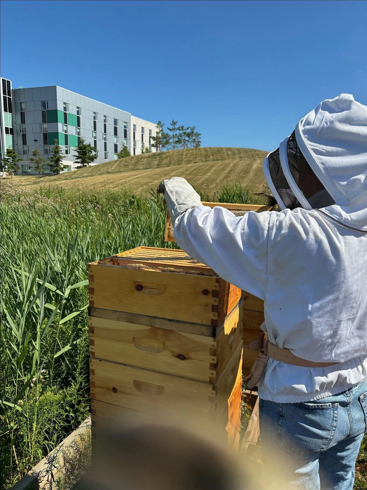 Beekeeping Series