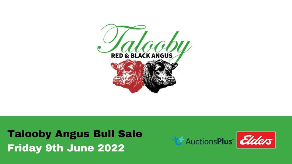 Talooby Angus Bull Sale | 5783 Bylong Valley Way Bylong, NSW, Australia ...