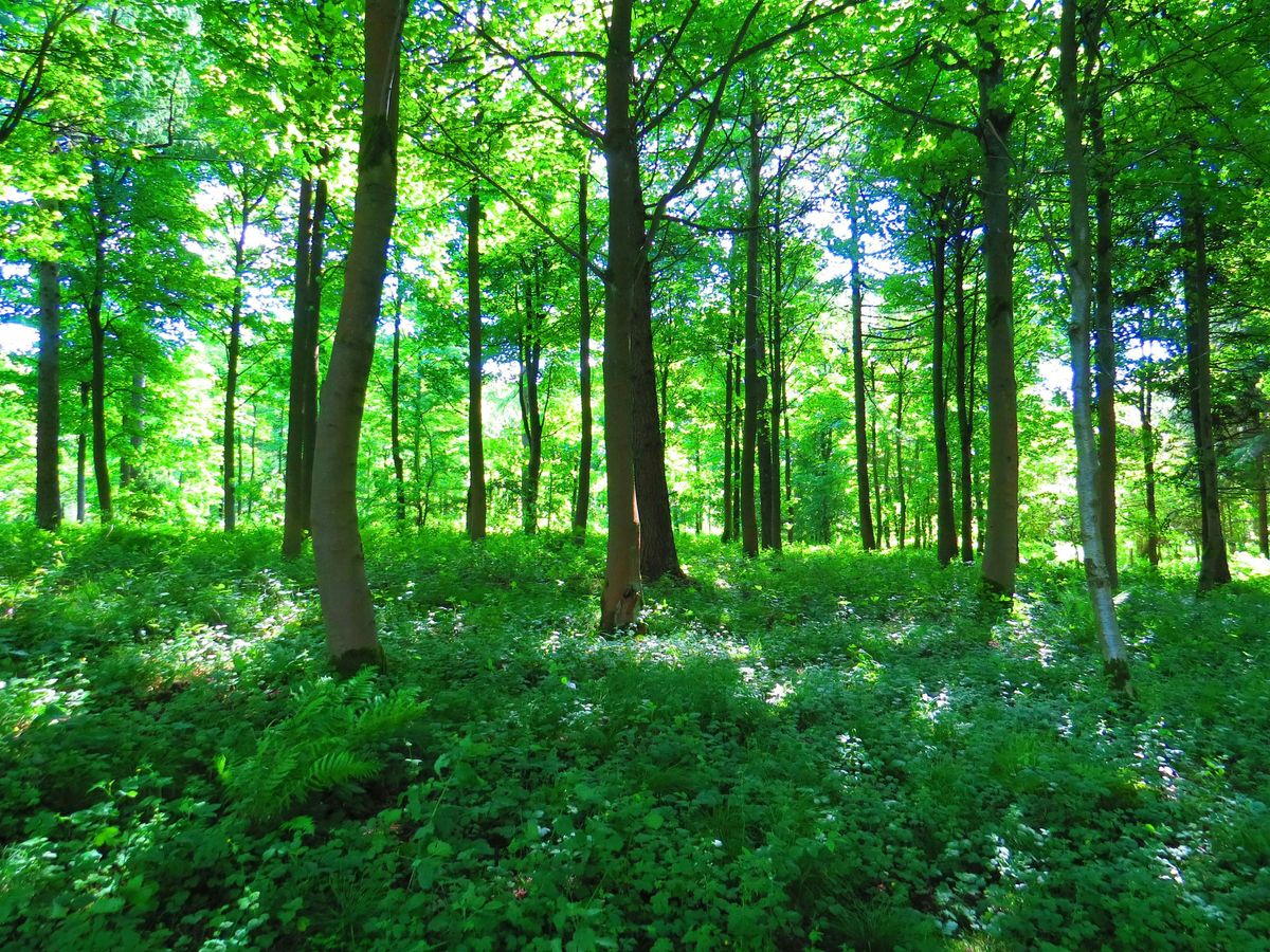 Waldbaden in Potsdam
